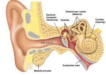 Tympanoplasty Surgery cost in india